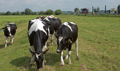 Fototapeta na wymiar Cows in Dutch polder. Netherlands. Dike. Genemuiden. Transport of a super sailing yacht.