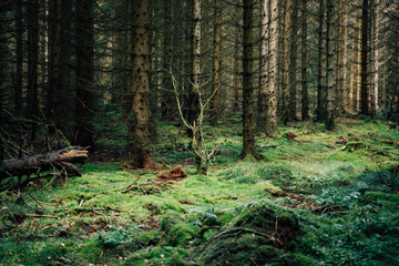 Wandern im Wald. Erholung pur