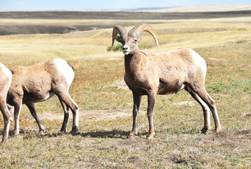 Bighorn Sheep