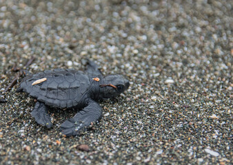 Hermosas tortugas marinas bebé de la especie Lepidochelys olivacea 