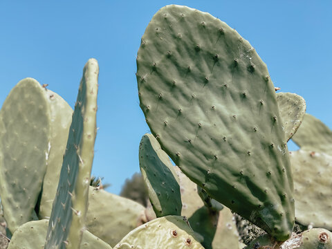 Opuntia cactus in the heart of the spa town.  Tourism and travel concept.  Summer background.