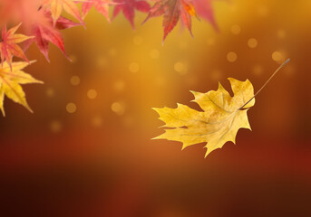 Naklejka na ściany i meble Autumn background with sunlight and falling leaves
