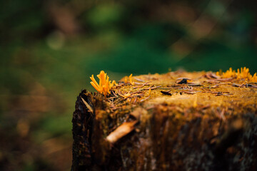 Kleine Pilze auf einem alten Baumstumpf