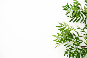 Obraz na płótnie Canvas pistation branch green leaves isolated on white. High quality photo