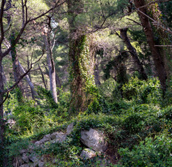 Green and lush old growth forest outside of Igrane, Croatia