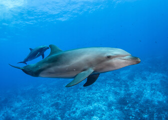 Obraz na płótnie Canvas Dolphins of Rangiroa