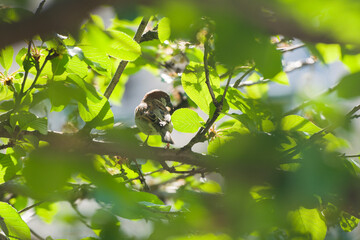 bird on a branch