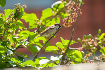 bird on a branch