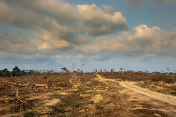 Dramatic view of deforestation in the amazon rainforest. Trees cut and burned on illegally to open land for agriculture and livestock in the Jamanxim National Forest, Para, Brazil. Environment.