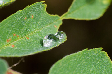 Close up of a water droplet on a green leaf
