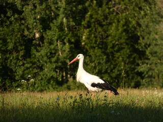 White stork (Ciconia ciconia) on the meadow next to the forest, Mazury Province, Poland