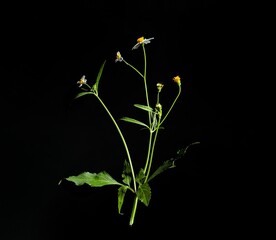 White wild flower or Spanish needles on black background, decorative concept