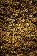 Seaweed