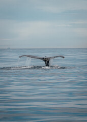 Obraz premium humpback tail