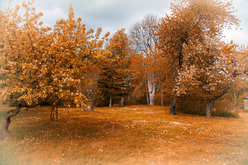 
Forest glade surrounded by trees. Photo with an orange tint