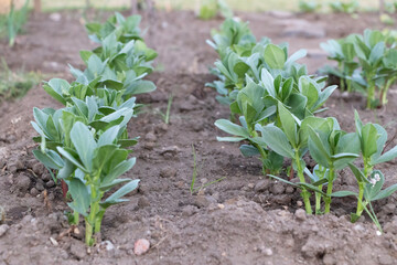 Broad beans plants growing in a urban garden