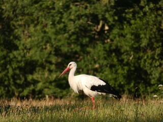 White stork (Ciconia ciconia) standing on the meadow,  Mazury Province, Poland
