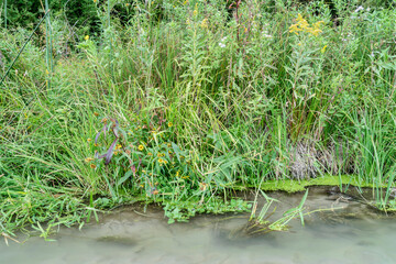 grass and wildflowers on a river shore in Nebraska Sandhills - Dismal River in early fall scenery