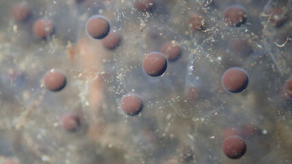 Macro shot of frog eggs in jelly-like spawn mass. Natural amphibian reproduction in early spring, with soft focus and underwater texture © Maciej Bonk