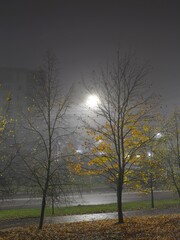 Autumn trees with yellow leaves and fallen on foggy city background