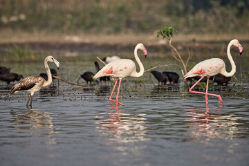 flamingos enjoying the catch that they had since morning.