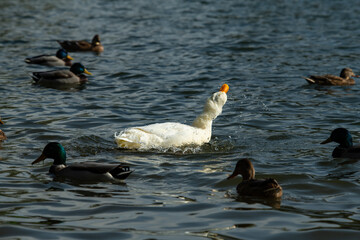 Fototapeta premium Rare white duck mutant on the lake water surface in nature wild life with wild ducks
