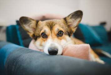 Lovely sable welsh corgi pembroke dog relaxing on a sofa