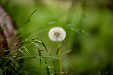 Dandelion glowing in afternoon light with rich green bokeh background
