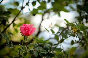 Vibrant pink rose in the garden.