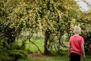 Obraz premium Boy playing in front of impressive archway covered in blooming banksia rose climber