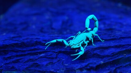 Bright blue scorpion Centruroides gracilis glowing under UV light over purple background