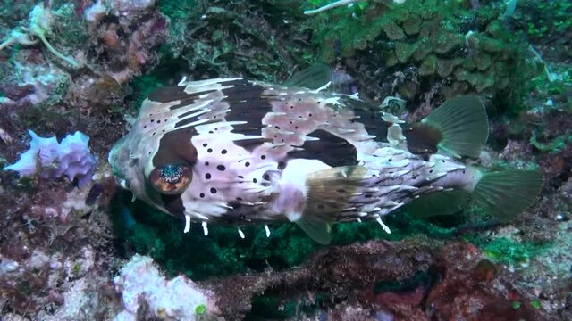  
Black-blotched porcupinefish (Diodon liturosus) - Close Up - Philippines