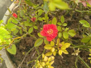 Obraz premium Red Rose Flower