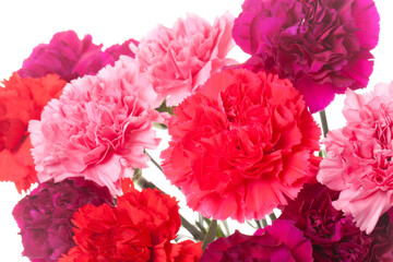 カーネーション