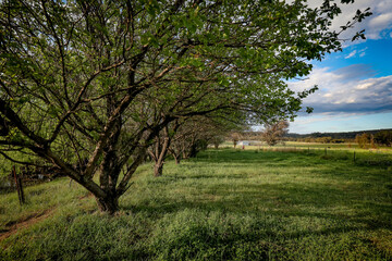 Obraz premium Row of fruit trees on country farm
