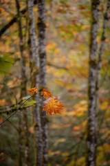 autumn in the forest