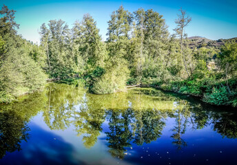 Vegetation on the bank of the river Miño in Galicia