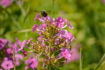 Bumble Bee pollinating flowers in a field