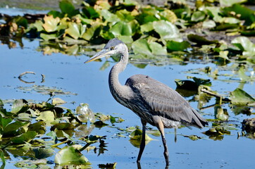 Great Blue Heron in a swamp in Ontario, Canada.