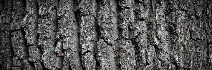 Embossed texture of tree bark. Tree trunk with natural bark patterns on the surface. Natural wood background. Closeup side view.