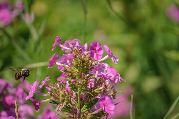 Bumble bee in flight