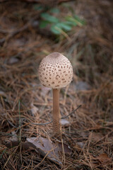 mushroom in the forest