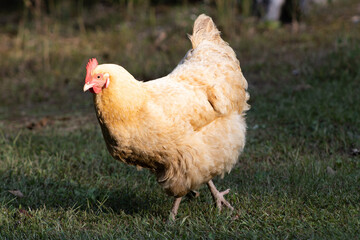 closeup of free range chicken walking