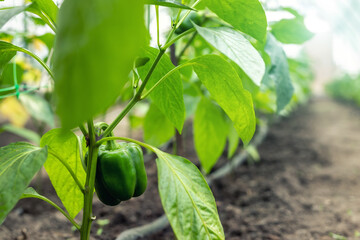 Close-up of big raw young ripe tasty juicy green bell pepper growing in vegetable garden or farm greenhouse on bright sunny summer or spring day. Healthy nutrition vitamin diet food background