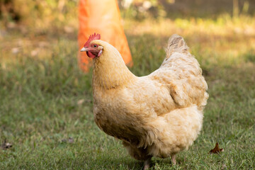 closeup of chicken standing still to the side