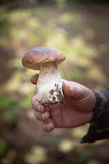 mushroom in the hands