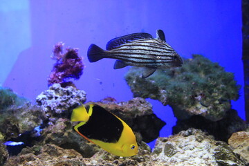 Fototapeta na wymiar 同じ方向に泳ぐウサギニベ(上側/縞模様)とロックビューティー(下側/黄色と黒色)
