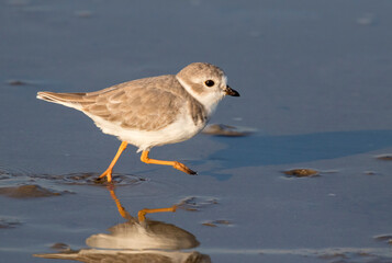 Piping plover (Charadrius melodus) running along the ocean coast, Galveston, Texas, USA.