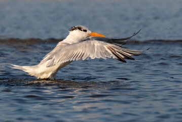 Royal tern (Thalasseus maximus) bathing in shallow water near the ocean coast, Galveston, Texas, USA.
