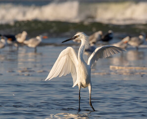 Naklejka premium Reddish egret (Egretta rufescens) white morph hunting in shallow water near the ocean coast, Galveston, Texas, USA.
